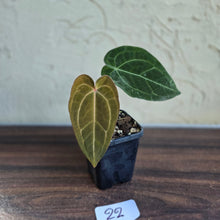 Load image into Gallery viewer, #22 Anthurium Forgetii x