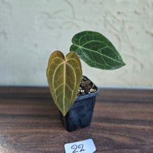 Load image into Gallery viewer, #22 Anthurium Forgetii x