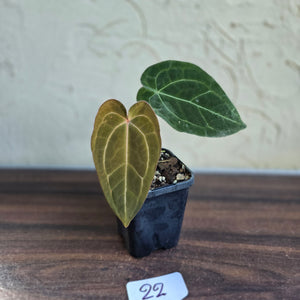 #22 Anthurium Forgetii x