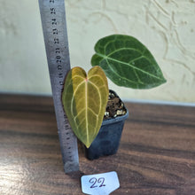 Load image into Gallery viewer, #22 Anthurium Forgetii x