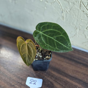 #22 Anthurium Forgetii x