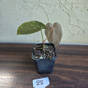 #22 Anthurium Forgetii x