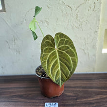 Load image into Gallery viewer, #H348 Large Anthurium NOID