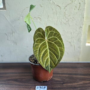 #H348 Large Anthurium NOID