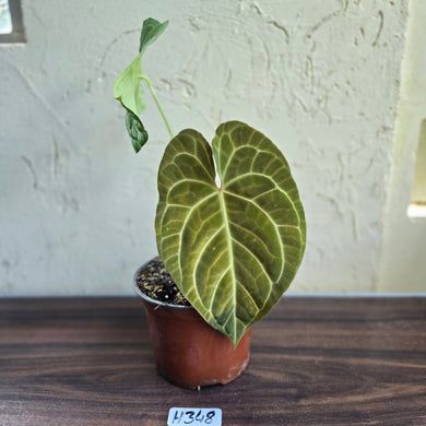 #H348 Large Anthurium NOID