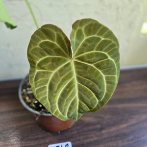 #H348 Large Anthurium NOID