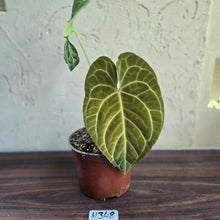 Load image into Gallery viewer, #H348 Large Anthurium NOID
