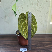 Load image into Gallery viewer, #H348 Large Anthurium NOID