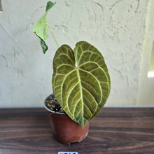 Load image into Gallery viewer, #H348 Large Anthurium NOID