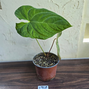 #H348 Large Anthurium NOID