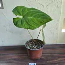 Load image into Gallery viewer, #H348 Large Anthurium NOID