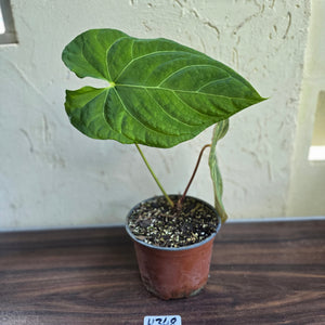 #H348 Large Anthurium NOID