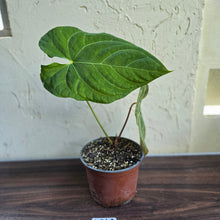 Load image into Gallery viewer, #H348 Large Anthurium NOID
