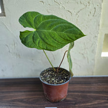 Load image into Gallery viewer, #H348 Large Anthurium NOID