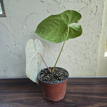 Load image into Gallery viewer, #H348 Large Anthurium NOID