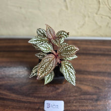 Load image into Gallery viewer, #B102 Sonerila Maculata