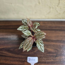 Load image into Gallery viewer, #B102 Sonerila Maculata