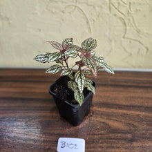 Load image into Gallery viewer, #B102 Sonerila Maculata
