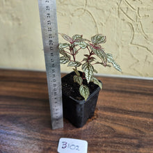 Load image into Gallery viewer, #B102 Sonerila Maculata