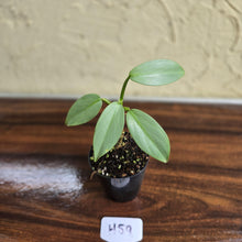 Load image into Gallery viewer, #H59 Philodendron Silver Sword