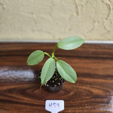 #H59 Philodendron Silver Sword