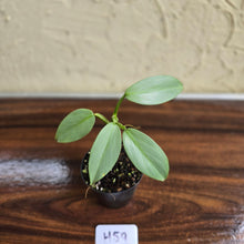 Load image into Gallery viewer, #H59 Philodendron Silver Sword