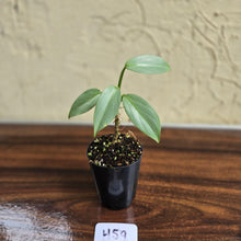 Load image into Gallery viewer, #H59 Philodendron Silver Sword