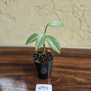 #H59 Philodendron Silver Sword