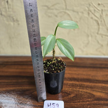 Load image into Gallery viewer, #H59 Philodendron Silver Sword