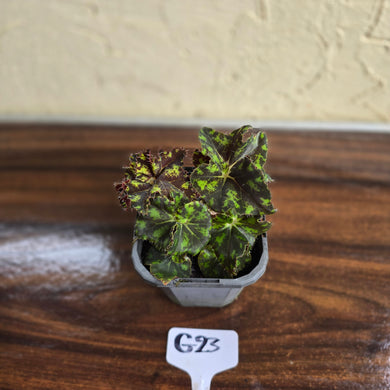 #G23 Begonia Unknown