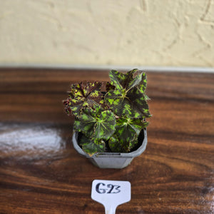#G23 Begonia Unknown