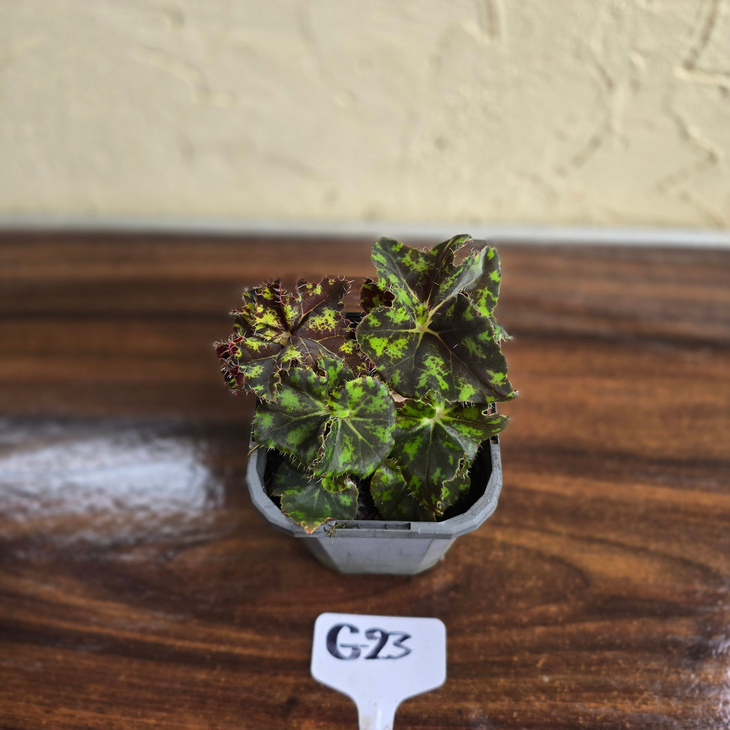 #G23 Begonia Unknown