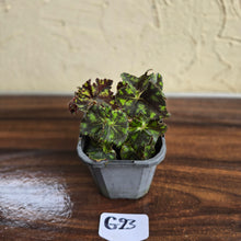 Load image into Gallery viewer, #G23 Begonia Unknown