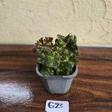 Load image into Gallery viewer, #G23 Begonia Unknown