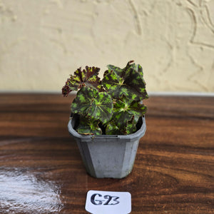 #G23 Begonia Unknown