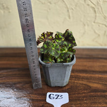 Load image into Gallery viewer, #G23 Begonia Unknown