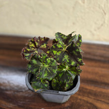Load image into Gallery viewer, #G23 Begonia Unknown