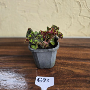 #G23 Begonia Unknown
