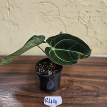 Load image into Gallery viewer, #R44 Dark Anthurium Crystallinum x