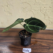 Load image into Gallery viewer, #R44 Dark Anthurium Crystallinum x