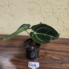 Load image into Gallery viewer, #R44 Dark Anthurium Crystallinum x