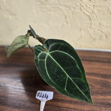 Load image into Gallery viewer, #R44 Dark Anthurium Crystallinum x