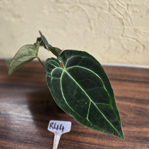 #R44 Dark Anthurium Crystallinum x