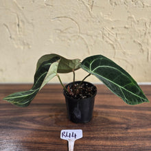 Load image into Gallery viewer, #R44 Dark Anthurium Crystallinum x