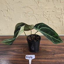 Load image into Gallery viewer, #R44 Dark Anthurium Crystallinum x
