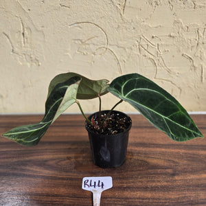 #R44 Dark Anthurium Crystallinum x