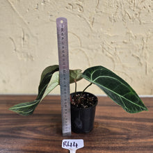 Load image into Gallery viewer, #R44 Dark Anthurium Crystallinum x