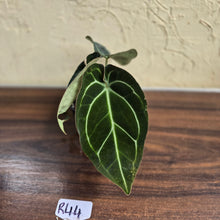 Load image into Gallery viewer, #R44 Dark Anthurium Crystallinum x