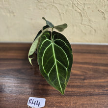 Load image into Gallery viewer, #R44 Dark Anthurium Crystallinum x