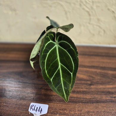 #R44 Dark Anthurium Crystallinum x